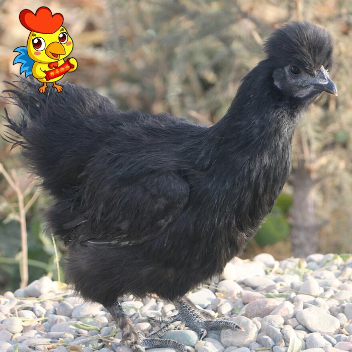 黑鳳雞苗